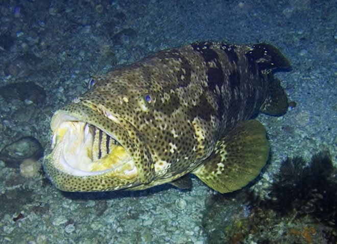 Picture 1 of Grouper monster weighs 2 quarts swallowing sharks in front of American fishermen