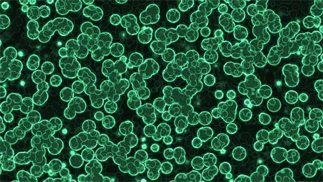 Picture 1 of Grow bacteria that only 'eat' CO2