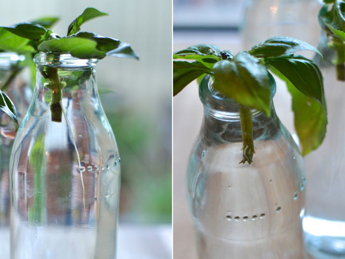 Picture 10 of Grow basil in a simple hydroponic way at home