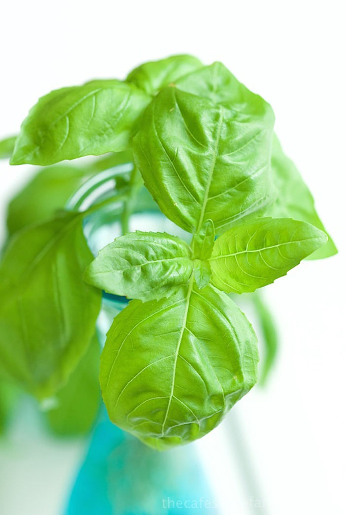 Picture 12 of Grow basil in a simple hydroponic way at home