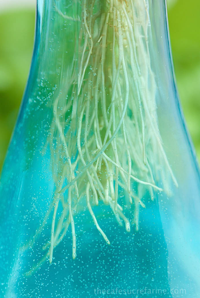 Picture 13 of Grow basil in a simple hydroponic way at home