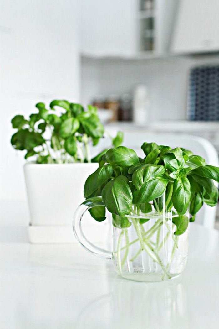 Picture 14 of Grow basil in a simple hydroponic way at home
