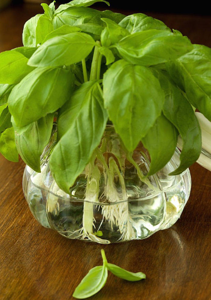 Picture 15 of Grow basil in a simple hydroponic way at home
