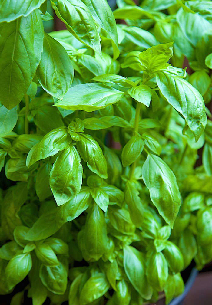 Grow basil in a simple hydroponic way at home