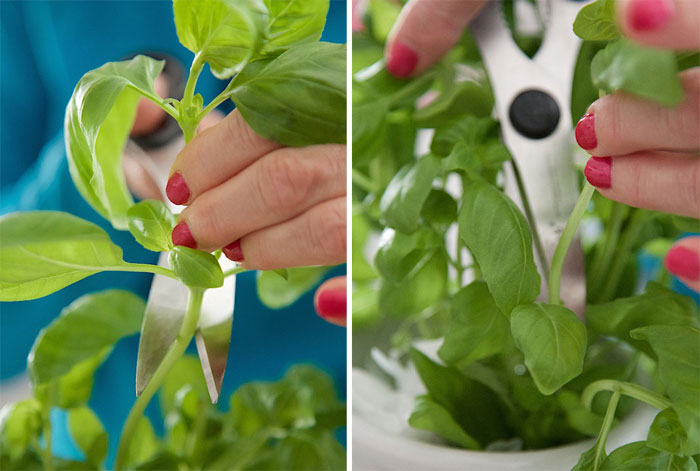 Picture 5 of Grow basil in a simple hydroponic way at home
