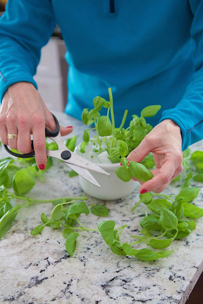 Picture 6 of Grow basil in a simple hydroponic way at home
