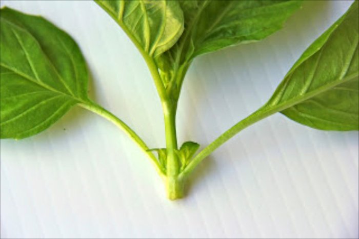 Picture 7 of Grow basil in a simple hydroponic way at home