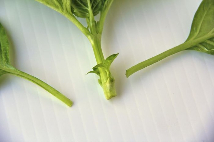 Picture 8 of Grow basil in a simple hydroponic way at home