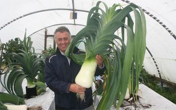 Picture 1 of Grow garlic super terrible thanks to listening to music in the greenhouse