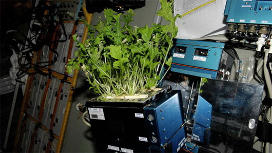 Picture 2 of Growing and harvesting vegetables on international space station