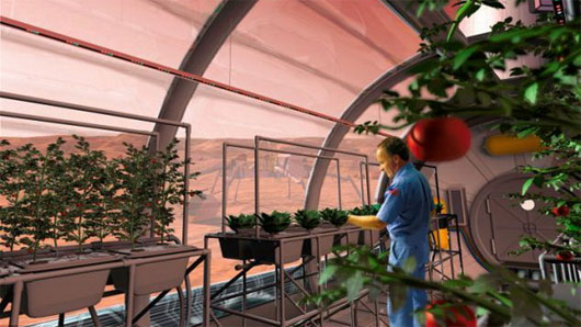 Picture 3 of Growing and harvesting vegetables on international space station
