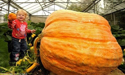 Picture 5 of Growing giant pumpkins, weighing nearly 1 ton