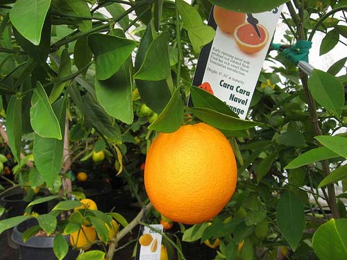 Picture 1 of Growing high quality Cara carat oranges in hilly land
