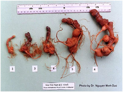 Picture 1 of Growing Ngoc Linh ginseng in ... 20 days