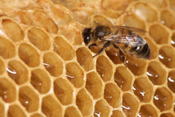 Picture 1 of Growing too fast leads to premature death in honey bees