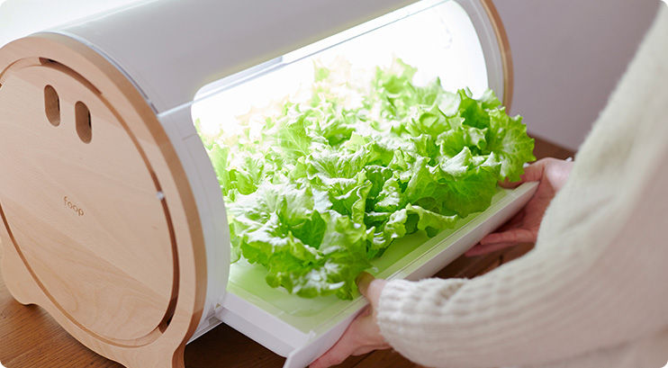 Picture 6 of Growing vegetables does not need Japanese sunlight