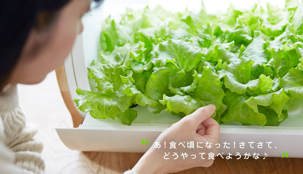 Picture 7 of Growing vegetables does not need Japanese sunlight