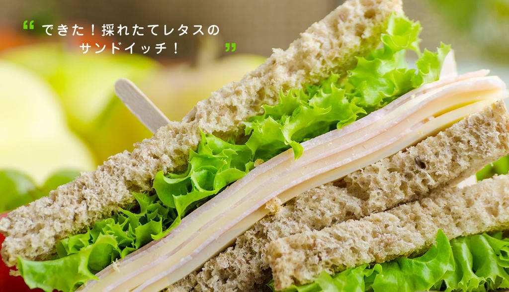 Picture 8 of Growing vegetables does not need Japanese sunlight
