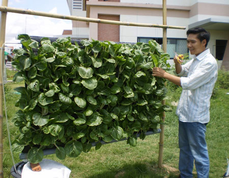 Picture 1 of Growing vegetables in urban areas with vertical hanging gardens