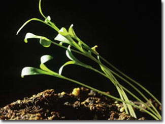 Picture 1 of Growth stimulants are still controversial about toxicity