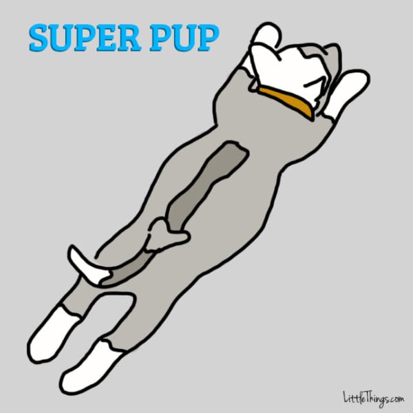 Picture 3 of Guess the puppy's personality through the 6 most popular sleeping postures
