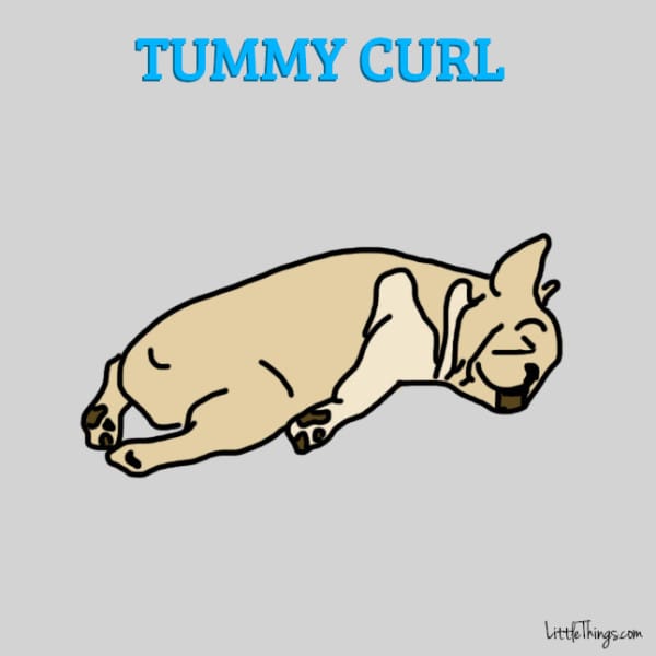 Picture 5 of Guess the puppy's personality through the 6 most popular sleeping postures
