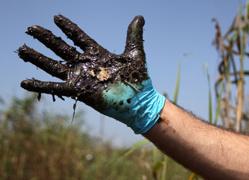 Picture 11 of Gulf of Mexico: One year after the oil spill disaster