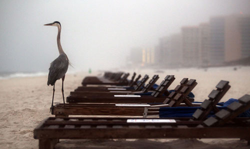 Picture 14 of Gulf of Mexico: One year after the oil spill disaster