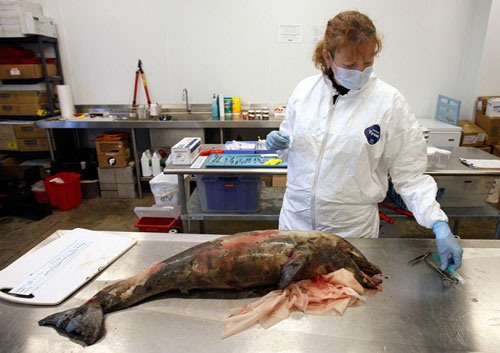 Picture 4 of Gulf of Mexico: One year after the oil spill disaster