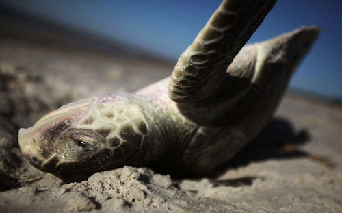 Picture 5 of Gulf of Mexico: One year after the oil spill disaster
