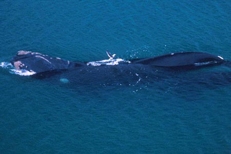 Picture 7 of Gulls kill whales
