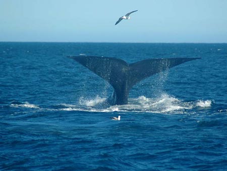 Picture 8 of Gulls kill whales