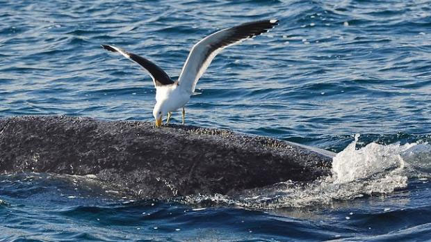 Picture 1 of Gulls whale whale meat