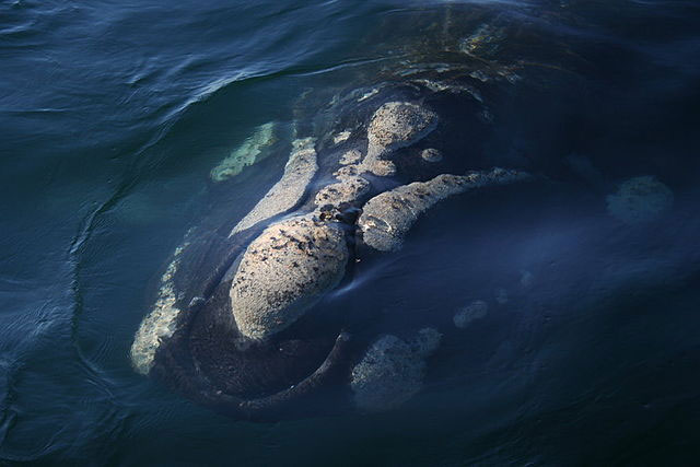 Picture 2 of Gulls whale whale meat