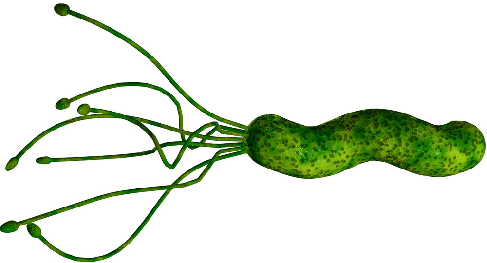 Picture 1 of H. pylori ulcer bacteria can prevent diarrhea