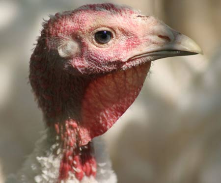 Picture 1 of H5N1 virus can be transmitted from mother to fetus