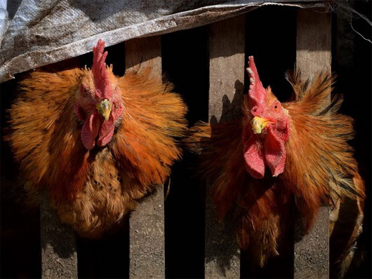 Picture 1 of H7 strain bird flu first appeared in Macau