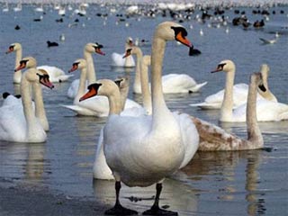Picture 1 of H7N3: Viruses are common in birds