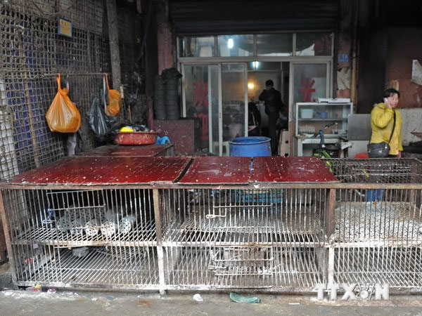 Picture 1 of H7N9 virus can attack Vietnam and some Asian countries