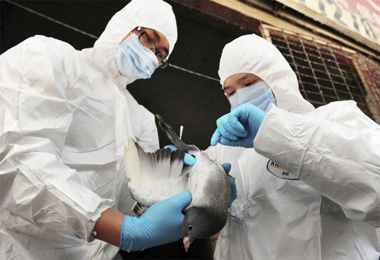 Picture 1 of H7N9 virus is 'extremely dangerous' to humans