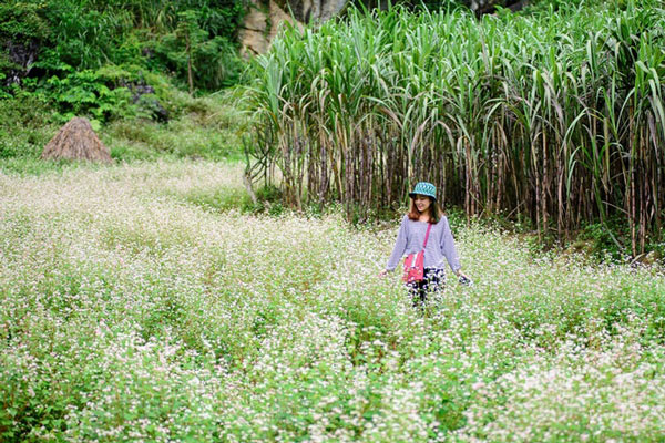 Picture 11 of Ha Giang is brilliant in the flower triangle circuit