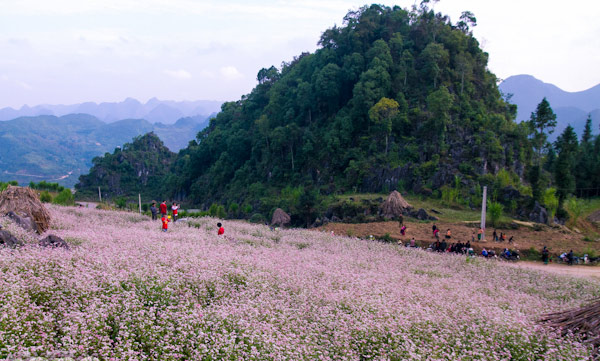 Picture 13 of Ha Giang is brilliant in the flower triangle circuit
