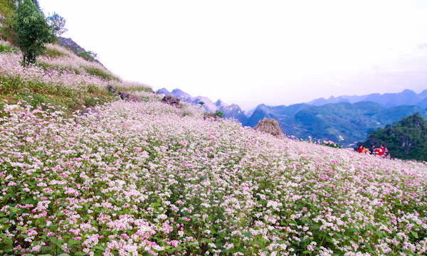 Picture 14 of Ha Giang is brilliant in the flower triangle circuit