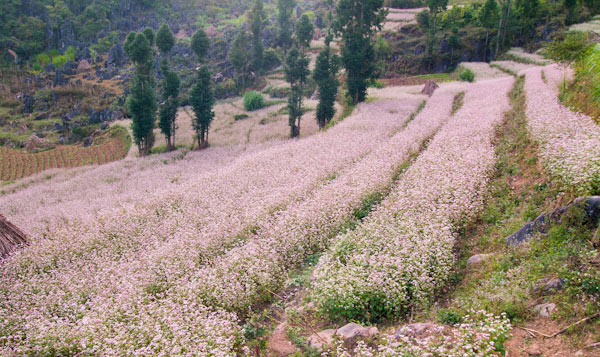 Picture 16 of Ha Giang is brilliant in the flower triangle circuit