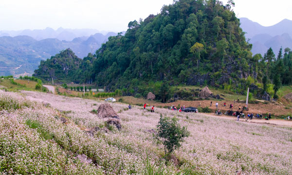 Picture 17 of Ha Giang is brilliant in the flower triangle circuit
