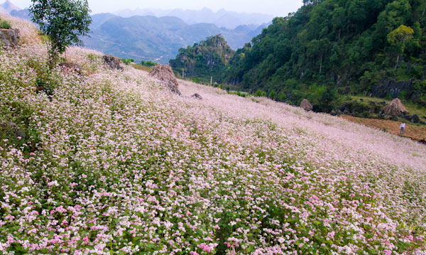 Picture 18 of Ha Giang is brilliant in the flower triangle circuit