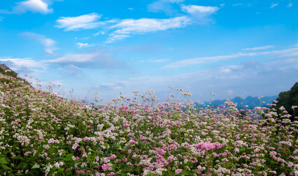 Picture 19 of Ha Giang is brilliant in the flower triangle circuit