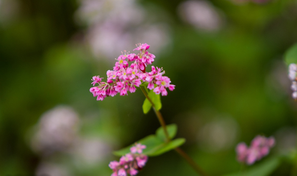 Picture 24 of Ha Giang is brilliant in the flower triangle circuit