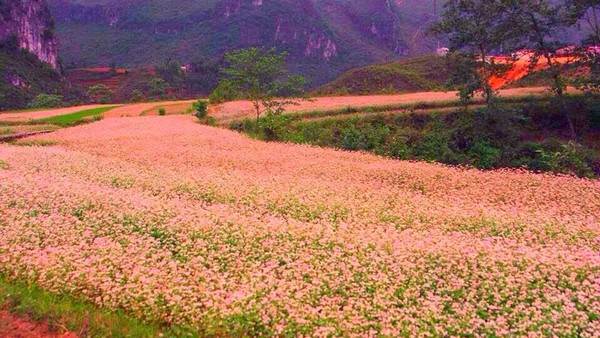 Picture 26 of Ha Giang is brilliant in the flower triangle circuit