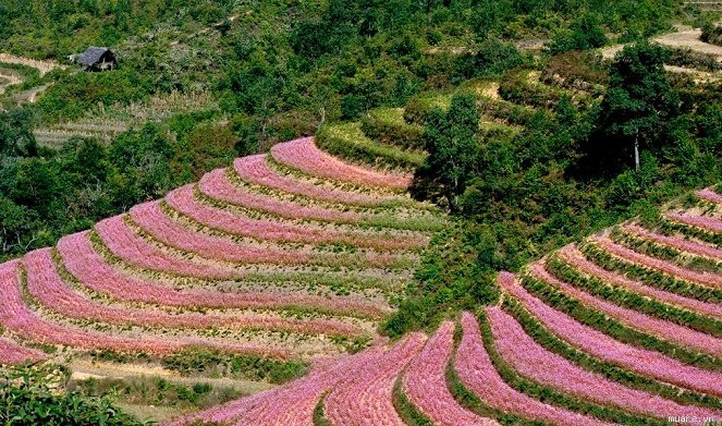 Picture 27 of Ha Giang is brilliant in the flower triangle circuit